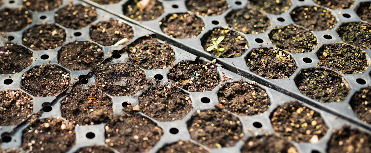 Seed storage rooms